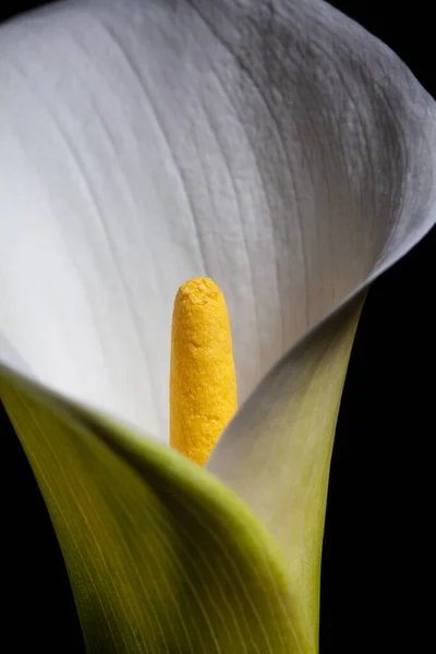 Calla Lily Extreme Closeup — Stock Photo, Image