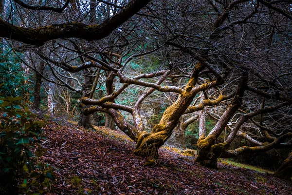 Kahle Bäume Mit Komplizierten Ästen Winter — Stockfoto