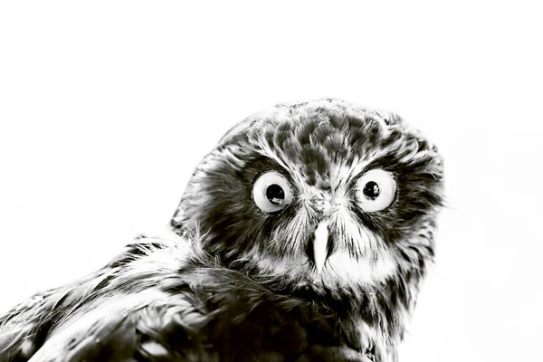 Portrait Owl Black White — Stock Photo, Image