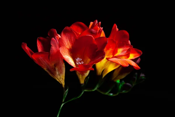 Hermosas Flores Freesia Brillando Sobre Fondo Negro — Foto de Stock