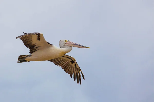 Australiska Pelikanen Sprider Vingar Flygning — Stockfoto