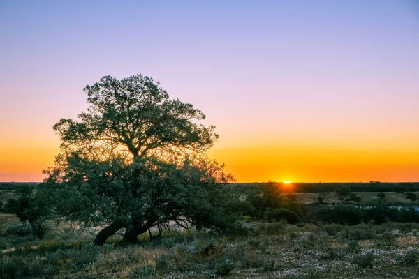 Deserto Australiano Pôr Sol Com Espaço Cópia — Fotografia de Stock