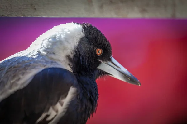 Porträtt Närbild Australian Magpie Suddig Röd Bakgrund — Stockfoto