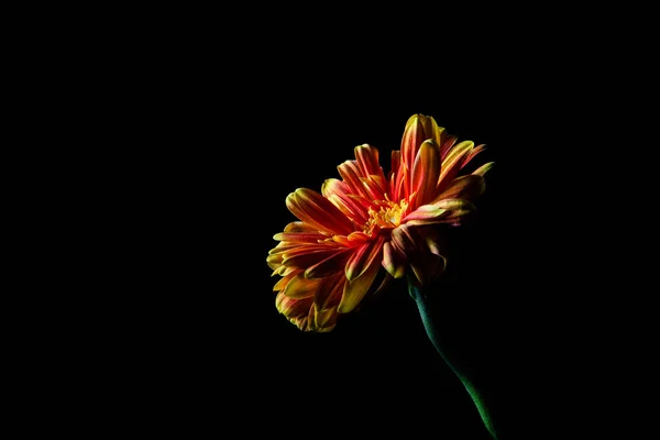 Rojo Flor Margarita Naranja Negro Con Espacio Copia —  Fotos de Stock