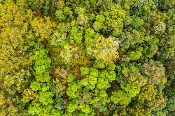 Olhando Para Baixo Árvores Nativas Australianas Vista Aérea — Fotografia de Stock