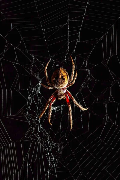 Pelottava Golden Orb Weaver Hämähäkki Keskellä Hämähäkin Web Mustalla Pohjalla — kuvapankkivalokuva