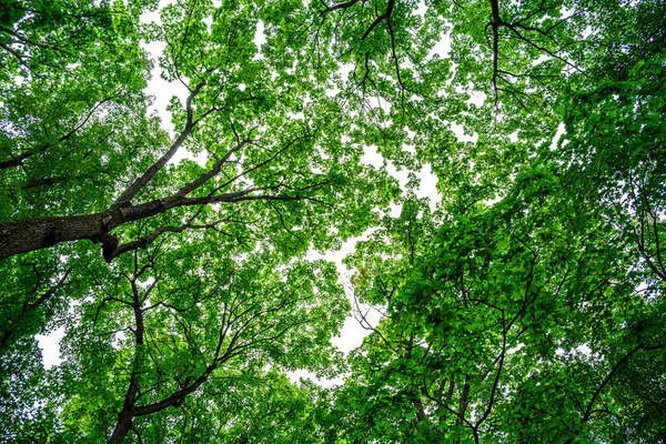 Looking Beautiful Green Canopies Trees Forest — Stock Photo, Image