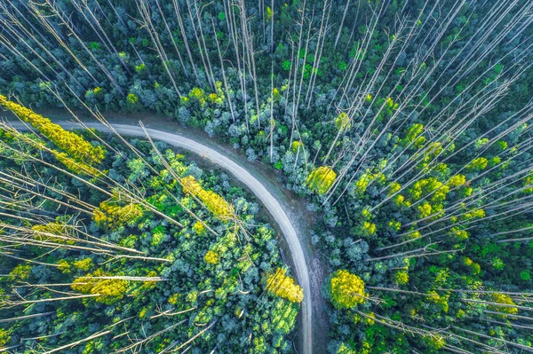 桉树林的土路弯道 高大的光秃秃的树木从丛林中火灾中恢复 空中观察 — 图库照片