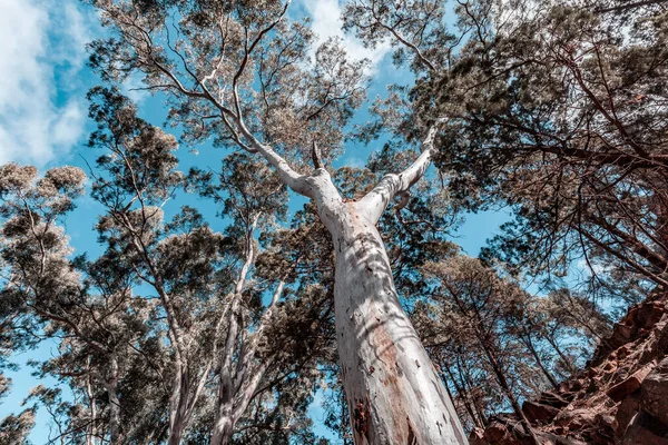Menatap Kanopi Pohon Karet Merah Yang Indah — Stok Foto