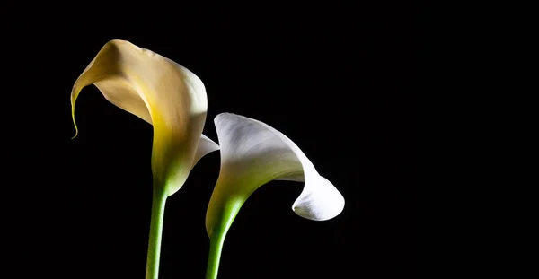 Weiße Calla Lilien Leuchten Auf Schwarzem Hintergrund Mit Kopierraum — Stockfoto