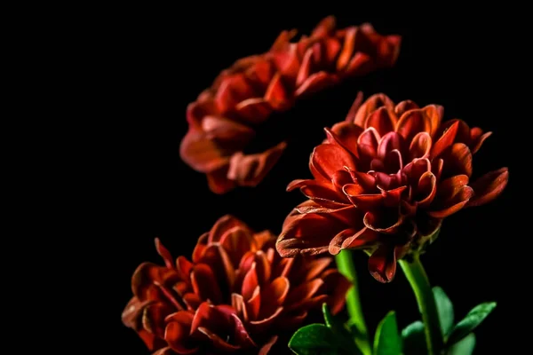 Dahlia Hermosas Flores Rojas Sobre Fondo Negro —  Fotos de Stock