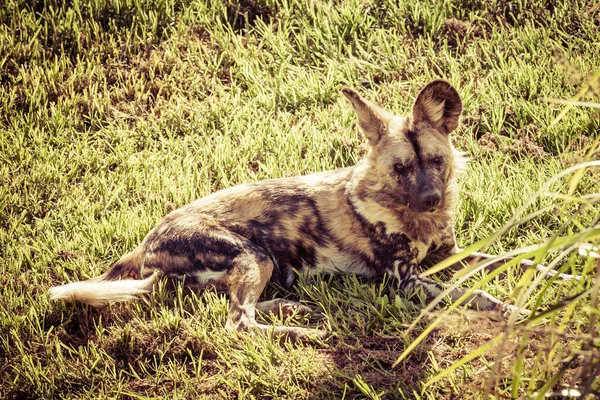 African Wild Dog Laying Gass Bright Sunny Day — Stock Photo, Image