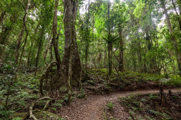 ทางเท าในป าฝนในคว แลนด ออสเตรเล — ภาพถ่ายสต็อก