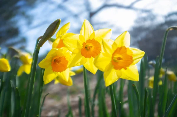 Tre Fiori Narciso Sul Cielo Sfocato Sullo Sfondo — Foto Stock