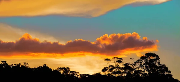 Avustralya Sakız Ağaçlarının Üzerinde Parlayan Günbatımı — Stok fotoğraf