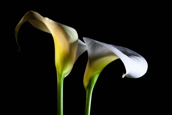 Δύο Κρίνα Calla Λαμπερό Closeup Μαύρο Φόντο Αντίγραφο Χώρο — Φωτογραφία Αρχείου