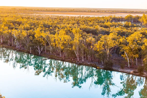 Mallee Eukalyptusbäume Die Sich Ruhigen Wasser Des Murray River Bei — Stockfoto