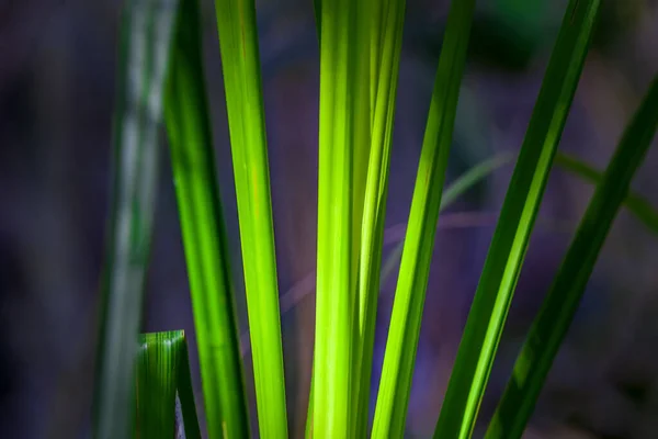 Verde Erba Estremo Primo Piano Sfondo Scuro Sfocato — Foto Stock