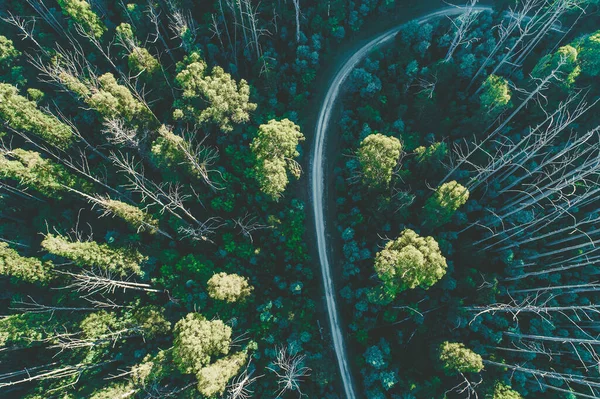 Droga Przez Las Eukaliptusowy Marysville Victoria Australia — Zdjęcie stockowe