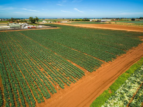 Aerial view of rows of green crops on bright summer day - agriculture in Australia