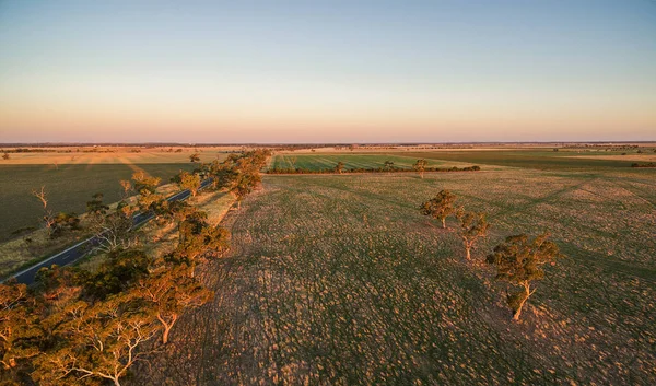 Groene Weiden Met Verspreide Bomen Bij Zonsondergang Laag Uitzicht Vanuit — Stockfoto