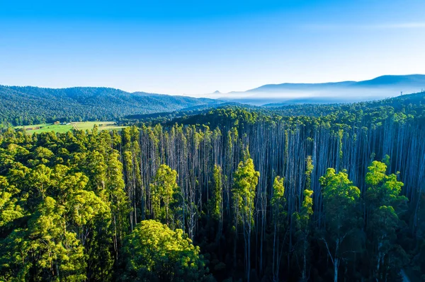 Γραφικό Δάσος Ευκαλύπτου Και Βουνά Στην Αυστραλία — Φωτογραφία Αρχείου