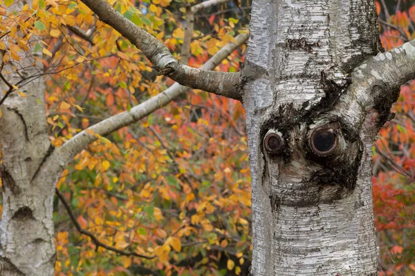 Batang Pohon Terlihat Seperti Wajah Tersenyum Taman Musim Gugur Emas — Stok Foto