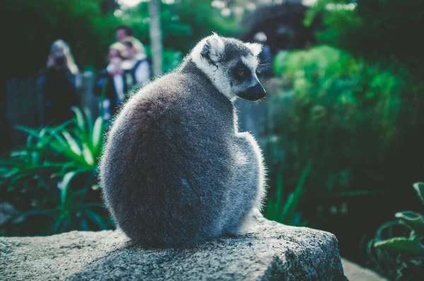 Portrait Von Ring Tailed Lemur Sitzt Auf Einem Stein Auf — Stockfoto