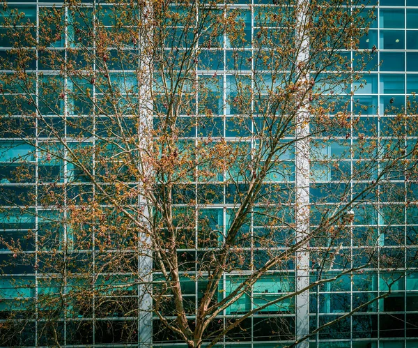 Kahler Baum Mit Orangefarbenen Herbstblättern Wächst Vor Hochhaus — Stockfoto