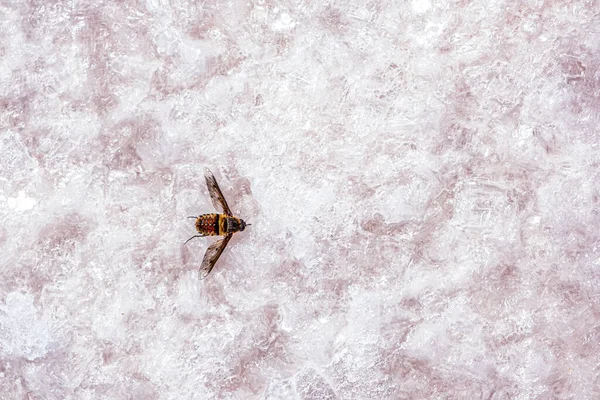 湖面の塩で捕った虫 — ストック写真