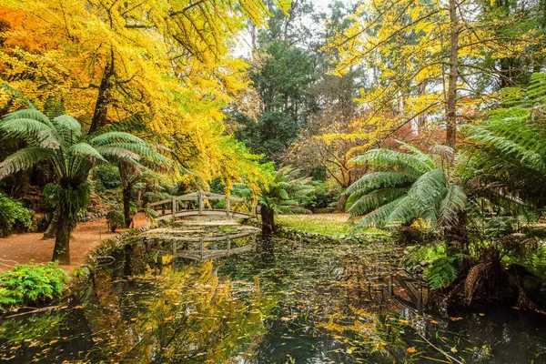 Пруд Австралийском Парке Покрыт Осенними Леопардами Небольшим Деревянным Пешеходным Мостом — стоковое фото
