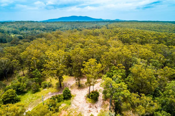 Pemandangan Udara Hutan Asli Eukaliptus Australia Collombatti New South Wales — Stok Foto