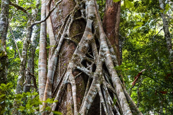 Κοντινό Πλάνο Της Συκιάς Στραγγαλιστή Ένα Τροπικό Δάσος — Φωτογραφία Αρχείου