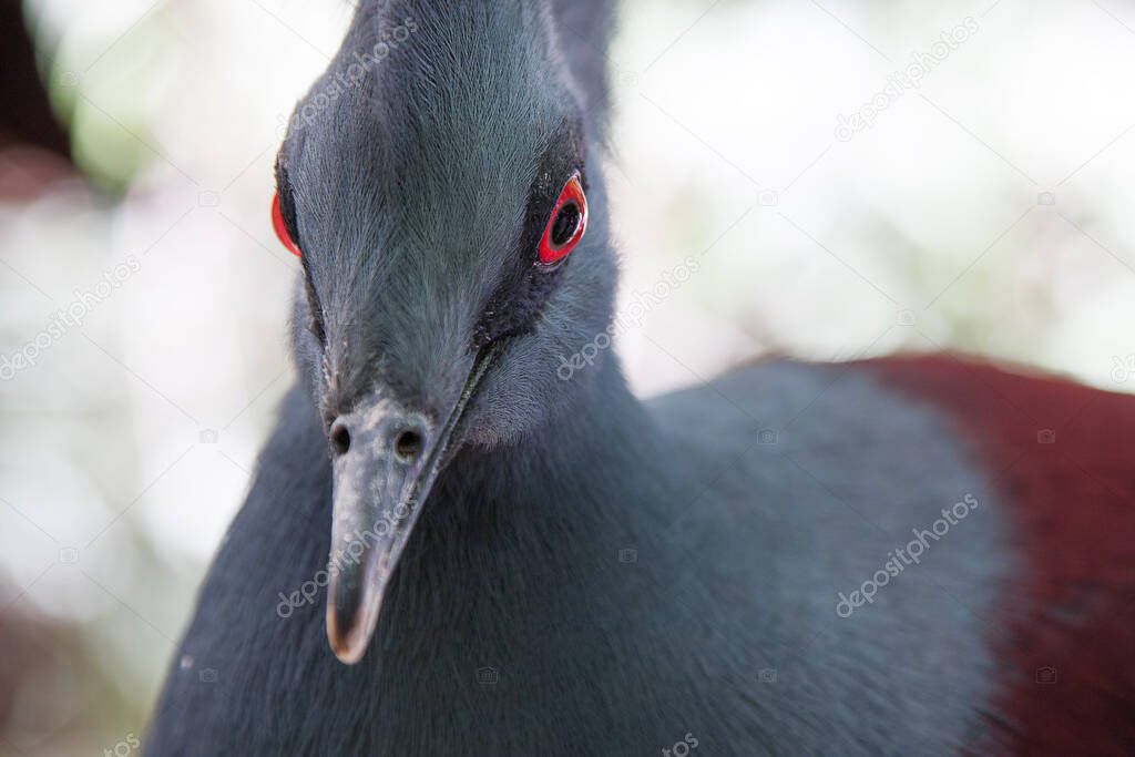 Fancy decorative gray pigeon 