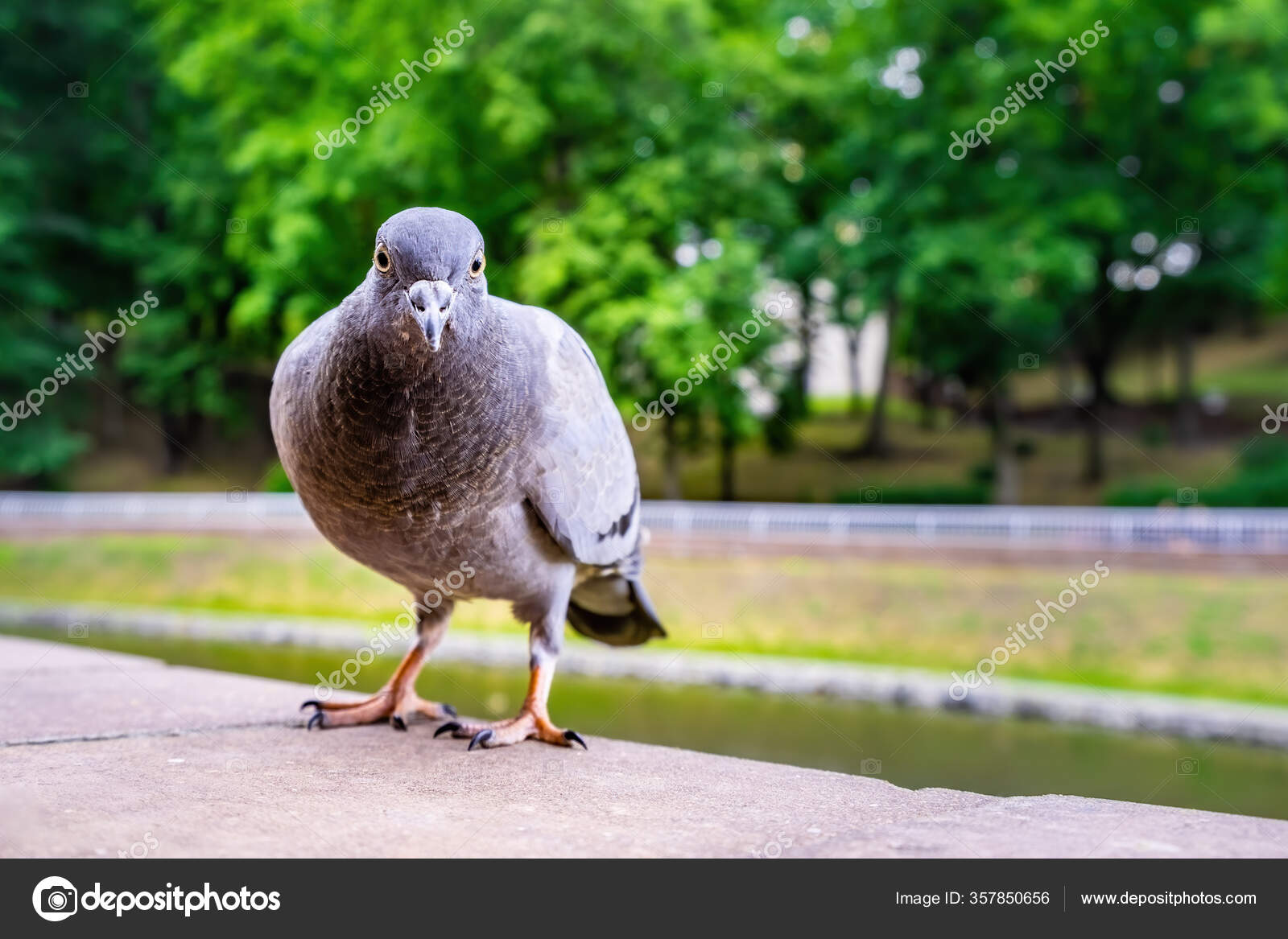 Intimidating Funny Gray Pigeon Blurred Background Portrait Stock Photo by  ©gregbrave 357850656