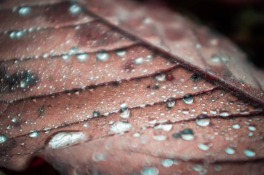 Kuru bir yaprağın üzerine çiğ damlalarının aşırı yakın çekimi