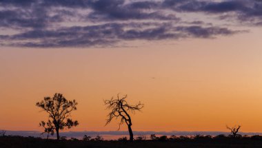 Çıplak ağaçların siluetleri, turuncu günbatımı, Victoria, Avustralya