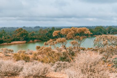 Güney Avustralya 'da Murray Nehri kıyılarında Mallee okaliptüsleri