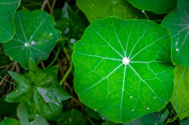 Büyük nilüfer yaprağının içine su damlıyor - üst manzara