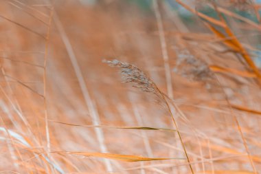 Bulanık arkaplanda sazlığın kapatılması