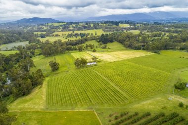 Wandin Doğu, Melbourne, Avustralya 'daki düz sıra ekinlerin ve kayan manzaranın havadan görüntüsü