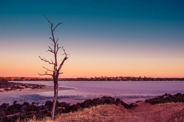 Avustralya 'da gün batımında çıplak ağaç pembe tuz gölüne karşı.