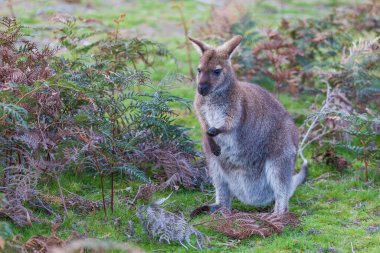 Bennett 's Wallaby Tazmanya, Avustralya' da eğreltiotlarının arasında