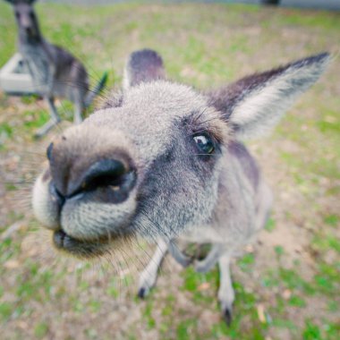 Doğu gri kangurusu komik bir poz verdi.