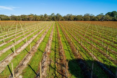 Avustralya 'da sonbaharda düz asma sıralarının perspektif görüntüsü