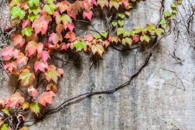 Kopya alanı olan çürüyen beton duvardaki pembe yapraklar
