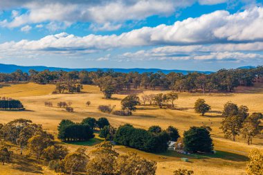 Güzel kırsal alan - sarı çimen, ağaçlar, beyaz kabarık bulutlar ve mavi gökyüzü