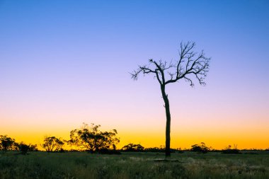 Gün batımında çölde çıplak ağaç ve kopyalama alanı