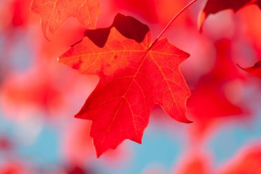 Sonbahar arkaplanı - Sığ odaklı kırmızı akçaağaç yaprağı