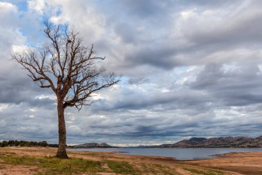 Bare tree standing on the shore of Hume Lake, Victoria, Australia clipart